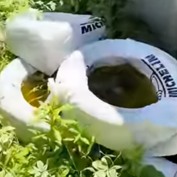 Mosquito's Breeding in your Backyard