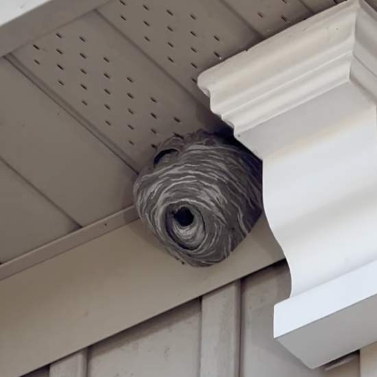 Common Wasp Nest Spot