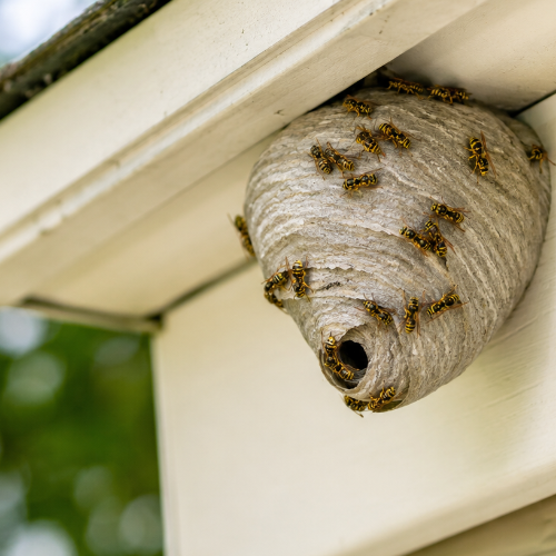 Complete Guide to Wasp Nest Removal: What You Need to Know